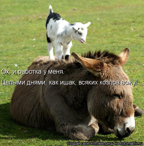 Целыми днями, как ишак, всяких козлов вожу! Ох, и работка у меня.... Котоматрица: Целыми днями, как ишак, всяких козлов вожу! Ох, и работка у меня.