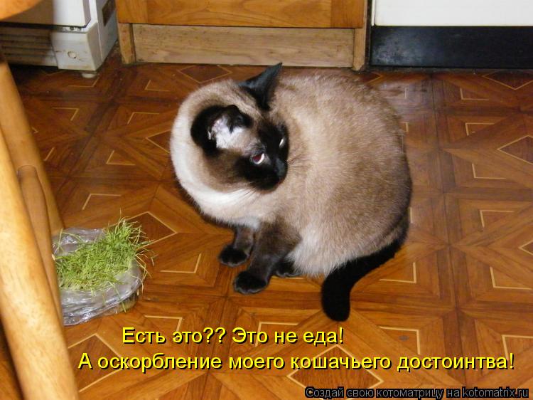 Есть это?? Это не еда! А оскорбление моего кошачьего достоинтва!... Котоматрица: Есть это?? Это не еда! А оскорбление моего кошачьего достоинтва!