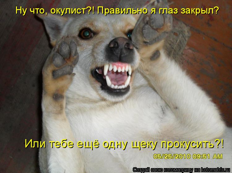 Котоматрица: Ну что, окулист?! Правильно я глаз закрыл? Или тебе ещё одну щеку прокусить?!