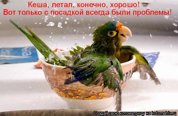 Кеша, летал, конечно, хорошо! Вот только с посадкой всегда были проблемы!... Котоматрица: Кеша, летал, конечно, хорошо! Вот только с посадкой всегда были проблемы!