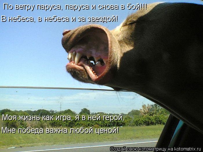 По ветру паруса, паруса и снова в бой!!! В небеса, в небеса и за звездой! Моя жизнь как игра, я в ней... Котоматрица: По ветру паруса, паруса и снова в бой!!! В небеса, в небеса и за звездой! Моя жизнь как игра, я в ней герой, Мне победа важна любой ценой!