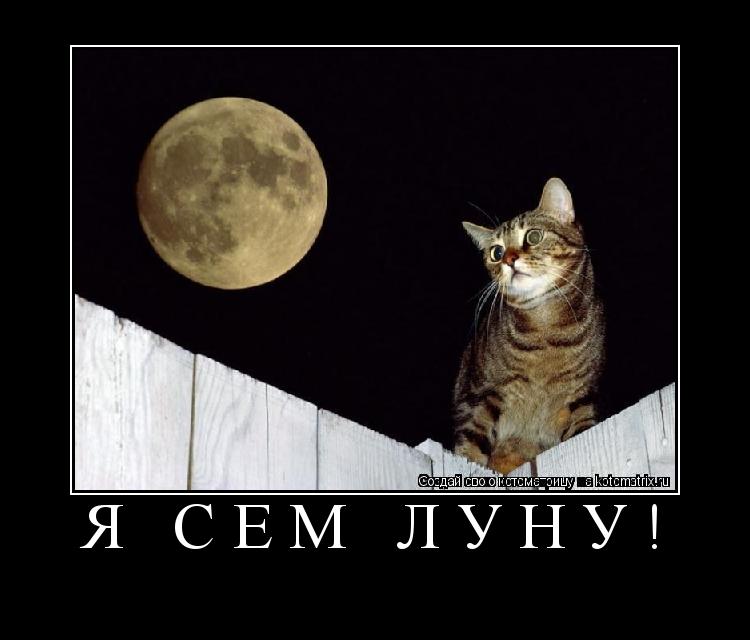 Я сем луну! ... Котоматрица: Я сем луну!
