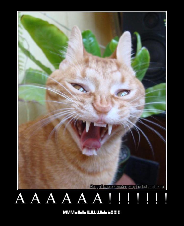 АААААА!!!!!!! МММЫЫЫШШШЬЬЬ!!!!!!!... Котоматрица: АААААА!!!!!!! МММЫЫЫШШШЬЬЬ!!!!!!!