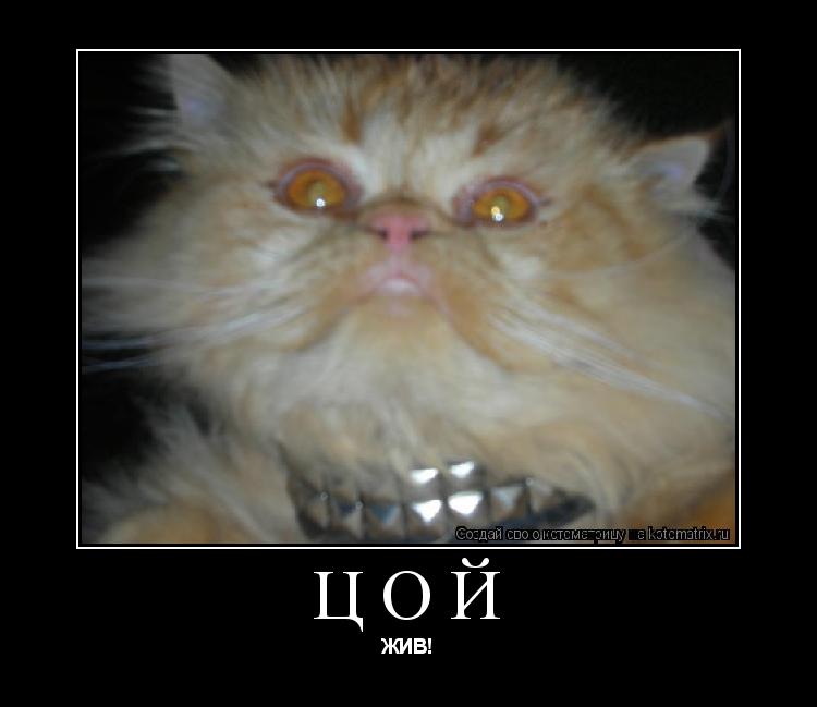 Цой ЖИВ!... Котоматрица: Цой ЖИВ!
