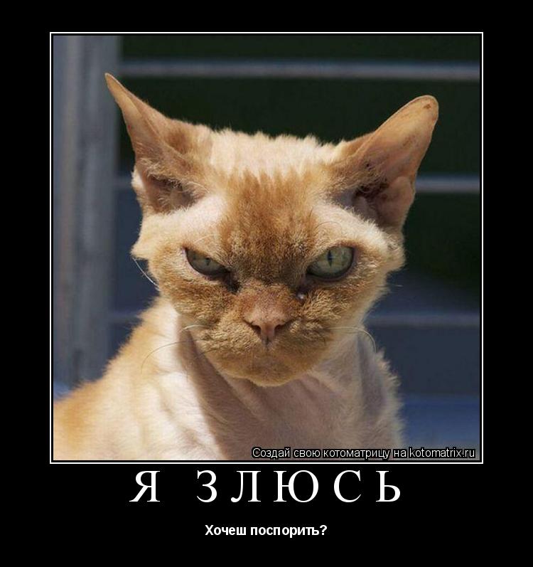 Я злюсь Хочеш поспорить?... Котоматрица: Я злюсь Хочеш поспорить?