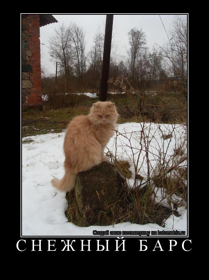 Снежный барс ... Котоматрица: Снежный барс