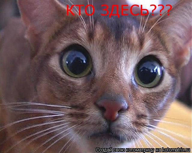 КТО ЗДЕСЬ???... Котоматрица: КТО ЗДЕСЬ???