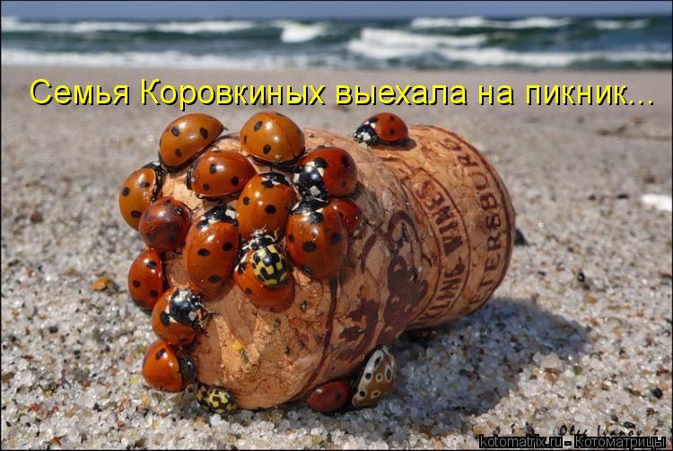 Семья Коровкиных выехала на пикник...... Котоматрица: Семья Коровкиных выехала на пикник...