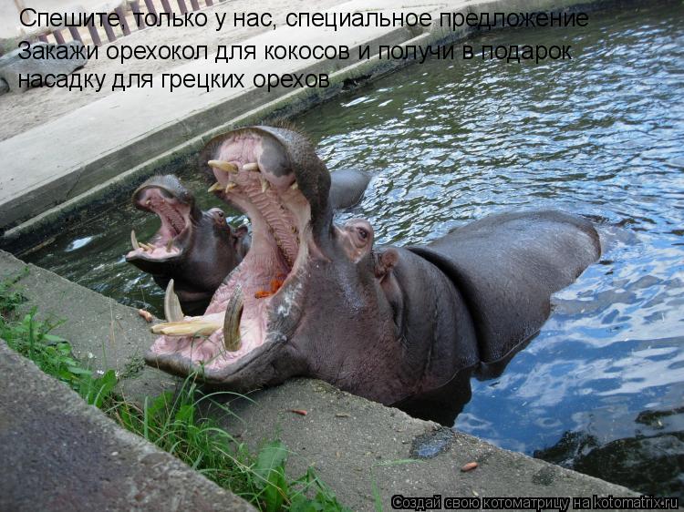 Спешите, только у нас, специальное предложение Закажи орехокол для кокосов и получи в подарок насадку... Котоматрица: Спешите, только у нас, специальное предложение Закажи орехокол для кокосов и получи в подарок насадку для грецких орехов