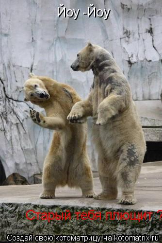 Йоу -Йоу Йоу -Йоу Старый тебя плющит ?... Котоматрица: Йоу -Йоу Йоу -Йоу Старый тебя плющит ?