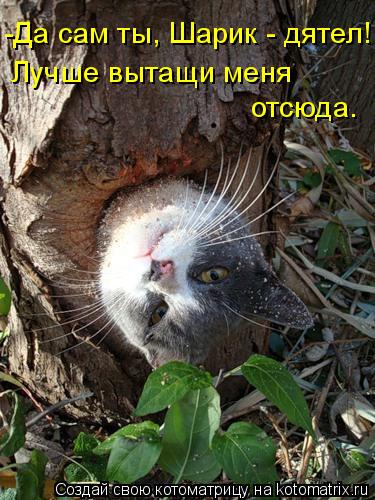 Котоматрица: -Да сам ты, Шарик - дятел! Лучше вытащи меня  отсюда.