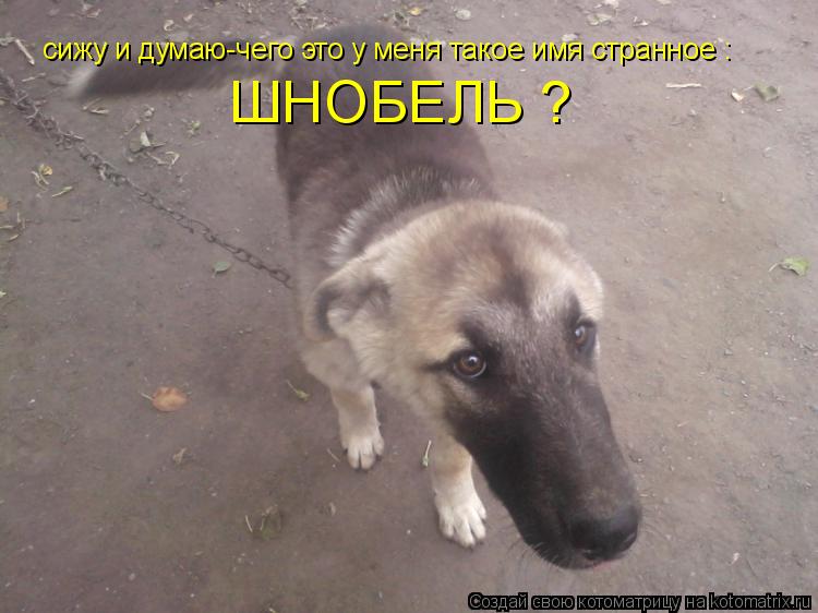 сижу и думаю-чего это у меня такое имя странное : ШНОБЕЛЬ ?... Котоматрица: сижу и думаю-чего это у меня такое имя странное : ШНОБЕЛЬ ?