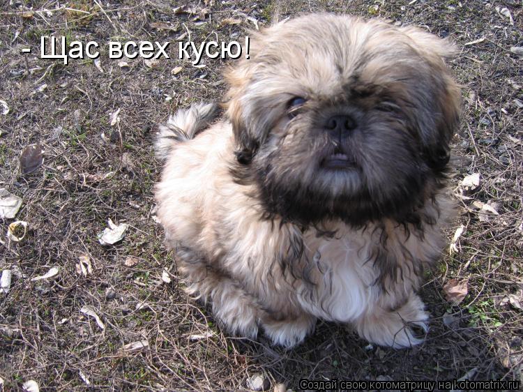 - Щас всех кусю!... Котоматрица: - Щас всех кусю!
