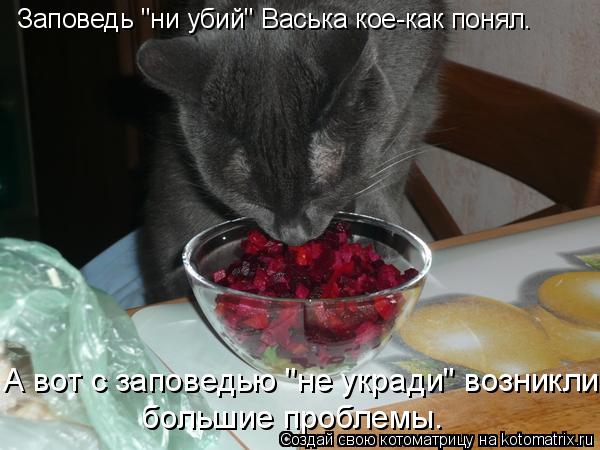Заповедь "ни убий" Васька кое-как понял. А вот с заповедью "не укради" возникли большие проблемы.... Котоматрица: Заповедь "ни убий" Васька кое-как понял. А вот с заповедью "не укради" возникли большие проблемы.