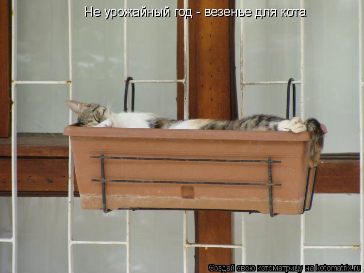 Не урожайный год - везенье для кота... Котоматрица: Не урожайный год - везенье для кота