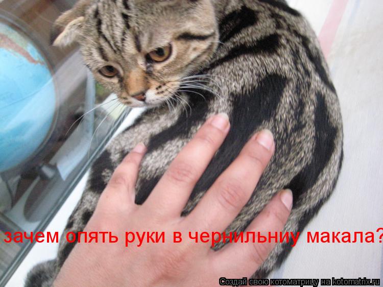 зачем опять руки в чернильниу макала?... Котоматрица: зачем опять руки в чернильниу макала?