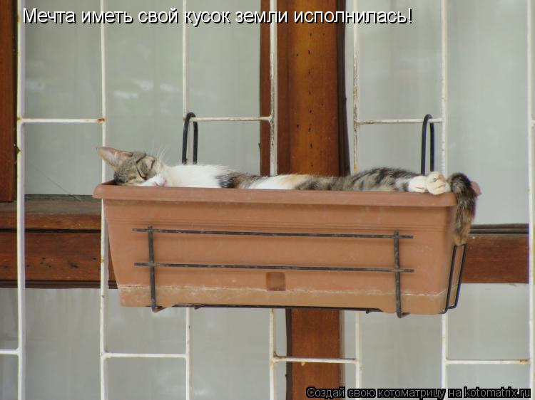 Мечта иметь свой кусок земли исполнилась!... Котоматрица: Мечта иметь свой кусок земли исполнилась!