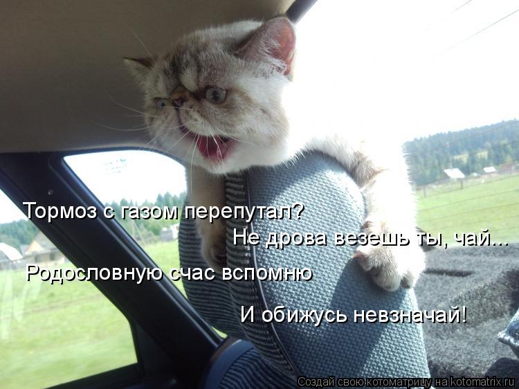 Тормоз с газом перепутал? Не дрова везешь ты, чай... Родословную счас вспомню И обижусь невзначай!... Котоматрица: Тормоз с газом перепутал? Не дрова везешь ты, чай... Родословную счас вспомню И обижусь невзначай!