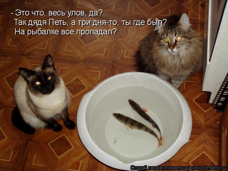 - Это что, весь улов, да? Так дядя Петь, а три дня-то, ты где был? На рыбалке все пропадал?... Котоматрица: - Это что, весь улов, да? Так дядя Петь, а три дня-то, ты где был? На рыбалке все пропадал?