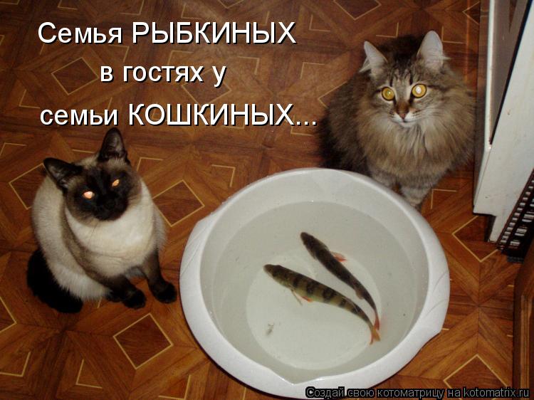 Семья РЫБКИНЫХ в гостях у семьи КОШКИНЫХ...... Котоматрица: Семья РЫБКИНЫХ в гостях у семьи КОШКИНЫХ...
