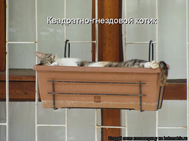 Квадратно-гнездовой котик... Котоматрица: Квадратно-гнездовой котик