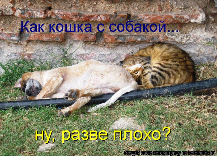Как кошка с собакой... ну, разве плохо?... Котоматрица: Как кошка с собакой... ну, разве плохо?