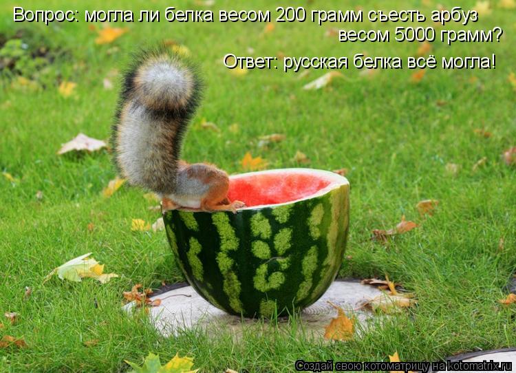 Вопрос: могла ли белка весом 200 грамм съесть арбуз весом 5000 грамм? Ответ: русская белка всё могла!... Котоматрица: Вопрос: могла ли белка весом 200 грамм съесть арбуз весом 5000 грамм? Ответ: русская белка всё могла!