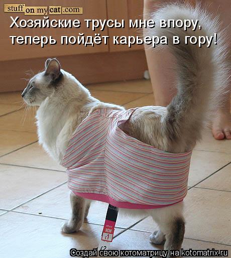 Хозяйские трусы мне впору, теперь пойдёт карьера в гору!... Котоматрица: Хозяйские трусы мне впору, теперь пойдёт карьера в гору!