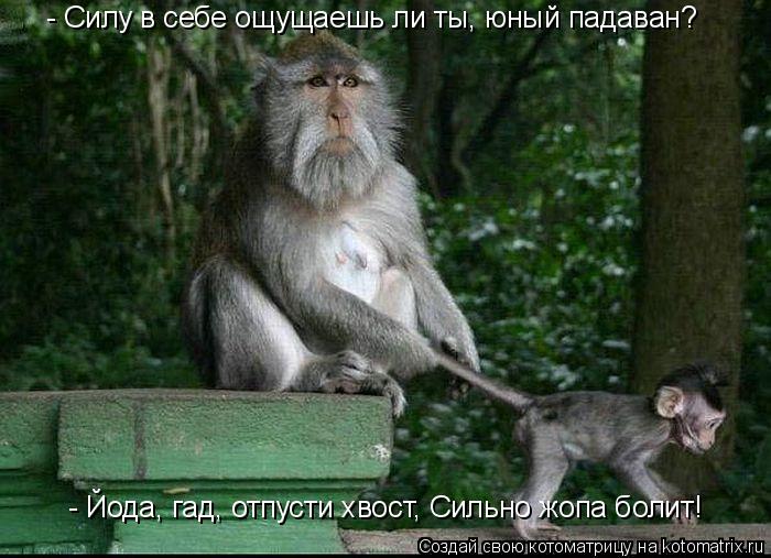 - Силу в себе ощущаешь ли ты, юный падаван? - Йода, гад, отпусти хвост, Сильно жопа болит!... Котоматрица: - Силу в себе ощущаешь ли ты, юный падаван? - Йода, гад, отпусти хвост, Сильно жопа болит!