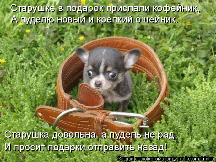 Старушке в подарок прислали кофейник, А пуделю новый и крепкий ошейник. Старушка довольна, а пудель н... Котоматрица: Старушке в подарок прислали кофейник, А пуделю новый и крепкий ошейник. Старушка довольна, а пудель не рад, И просит подарки отправить назад