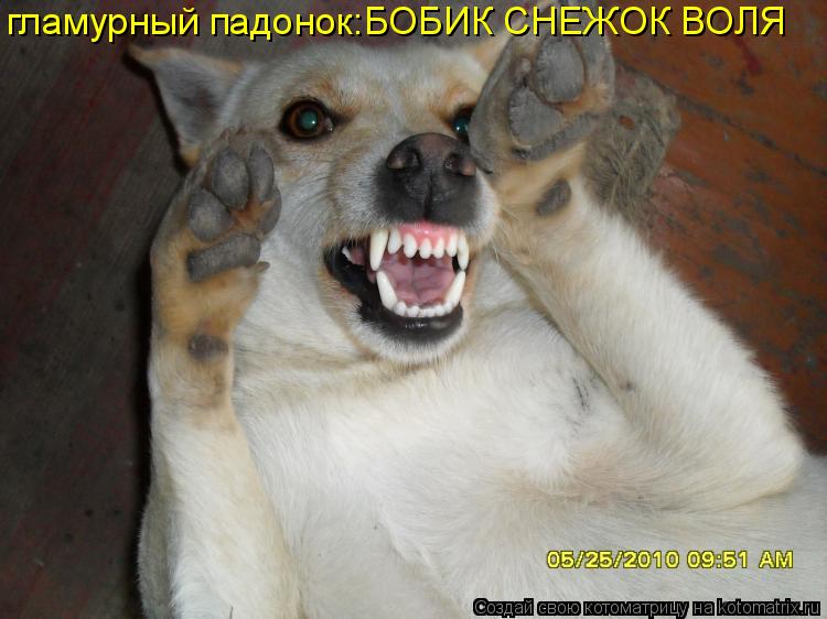 гламурный падонок:БОБИК СНЕЖОК ВОЛЯ... Котоматрица: гламурный падонок:БОБИК СНЕЖОК ВОЛЯ