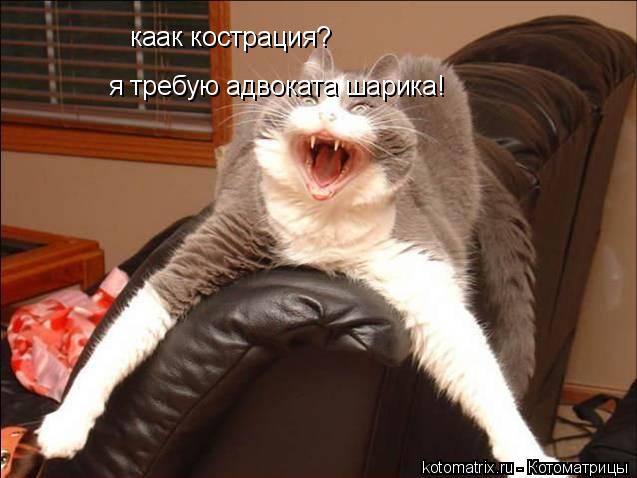 каак кострация? я требую адвоката шарика!... Котоматрица: каак кострация? я требую адвоката шарика!