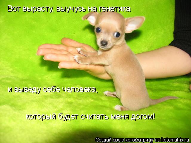 Вот вырасту, выучусь на генетика и выведу себе человека, который будет считать меня догом!... Котоматрица: Вот вырасту, выучусь на генетика и выведу себе человека, который будет считать меня догом!