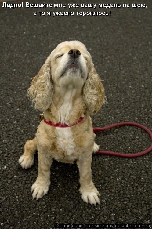Ладно! Вешайте мне уже вашу медаль на шею, а то я ужасно тороплюсь!... Котоматрица: Ладно! Вешайте мне уже вашу медаль на шею, а то я ужасно тороплюсь!