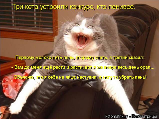 Три кота устроили конкурс, кто ленивее. - Вам до меня ещё расти и расти, вот я же вчера весь день ора... Котоматрица: Три кота устроили конкурс, кто ленивее. - Вам до меня ещё расти и расти, вот я же вчера весь день орал... Объясню, это я себе на яйца наступил, а
