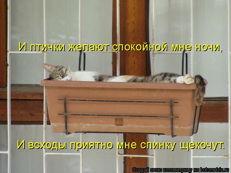 И птички желают спокойной мне ночи, И всходы приятно мне спинку щекочут.... Котоматрица: И птички желают спокойной мне ночи, И всходы приятно мне спинку щекочут.