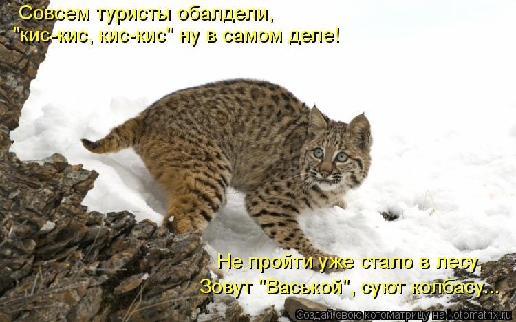 Совсем туристы обалдели, "кис-кис, кис-кис" ну в самом деле! Не пройти уже стало в лесу, Зовут "Вась... Котоматрица: Совсем туристы обалдели, "кис-кис, кис-кис" ну в самом деле! Не пройти уже стало в лесу, Зовут "Васькой", суют колбасу...
