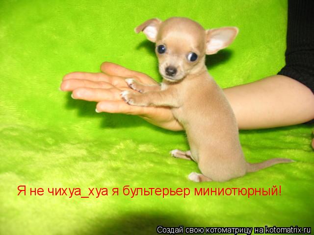 Я не чихуа_хуа я бультерьер миниотюрный!... Котоматрица: Я не чихуа_хуа я бультерьер миниотюрный!