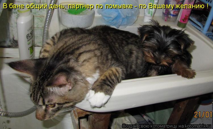 В бане общий день, партнер по помывке - по Вашему желанию !... Котоматрица: В бане общий день, партнер по помывке - по Вашему желанию !
