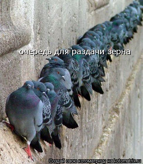 очередь для раздачи зерна... Котоматрица: очередь для раздачи зерна
