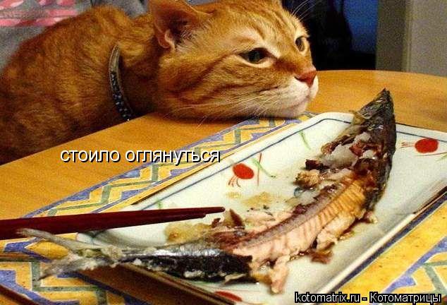 стоило оглянуться... Котоматрица: стоило оглянуться