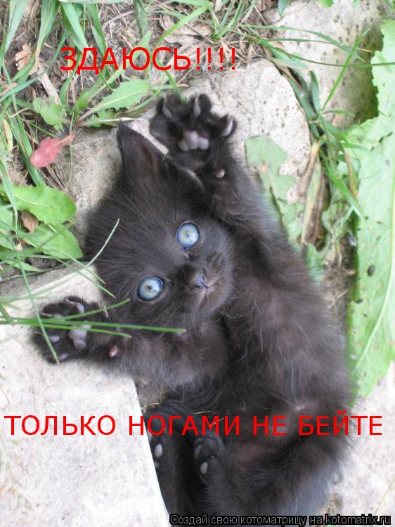 ЗДАЮСЬ!!!! ТОЛЬКО НОГАМИ НЕ БЕЙТЕ... Котоматрица: ЗДАЮСЬ!!!! ТОЛЬКО НОГАМИ НЕ БЕЙТЕ