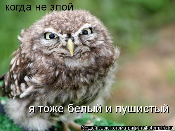 я тоже белый и пушистый когда не злой... Котоматрица: я тоже белый и пушистый когда не злой