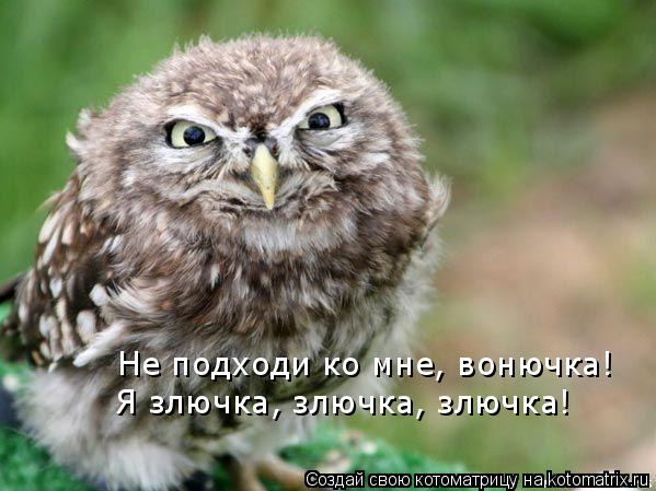 Не подходи ко мне, вонючка! Я злючка, злючка, злючка!... Котоматрица: Не подходи ко мне, вонючка! Я злючка, злючка, злючка!