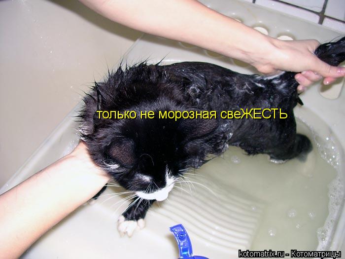 только не морозная свеЖЕСТЬ... Котоматрица: только не морозная свеЖЕСТЬ