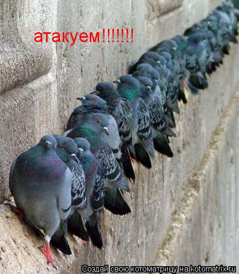 атакуем!!!!!!!... Котоматрица: атакуем!!!!!!!