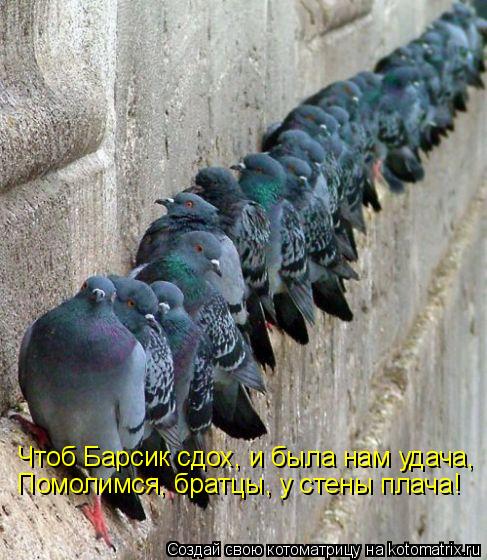 Чтоб Барсик сдох, и была нам удача, Помолимся, братцы, у стены плача!... Котоматрица: Чтоб Барсик сдох, и была нам удача, Помолимся, братцы, у стены плача!