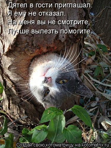 Дятел в гости приглашал. Я ему не отказал. На меня вы не смотрите, Лучше вылезть помогите.... Котоматрица: Дятел в гости приглашал. Я ему не отказал. На меня вы не смотрите, Лучше вылезть помогите.