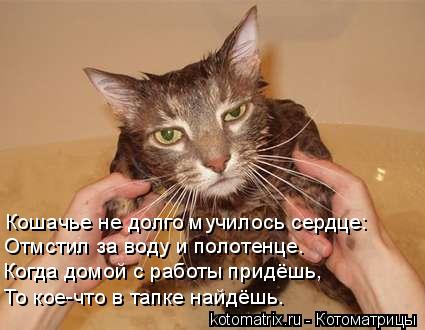 Кошачье не долго мучилось сердце: Отмстил за воду и полотенце. Когда домой с работы придёшь, То кое-ч... Котоматрица: Кошачье не долго мучилось сердце: Отмстил за воду и полотенце. Когда домой с работы придёшь, То кое-что в тапке найдёшь.