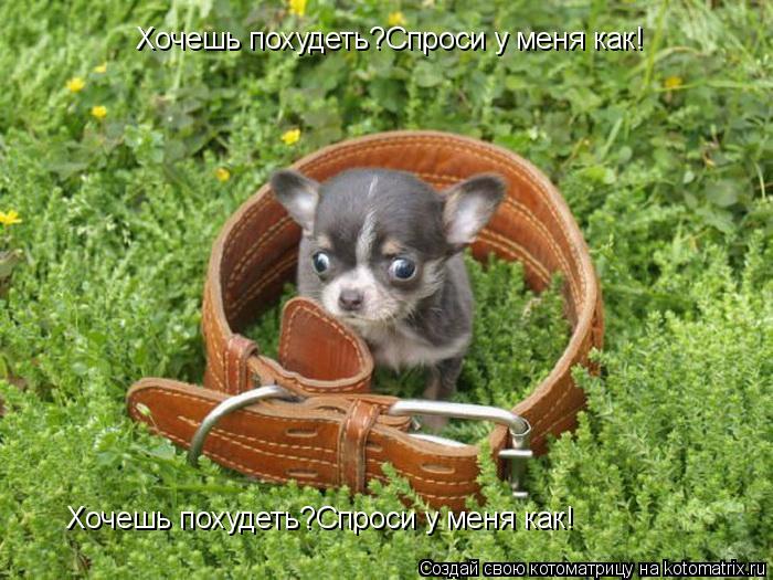 Хочешь похудеть?Спроси у меня как! Хочешь похудеть?Спроси у меня как!... Котоматрица: Хочешь похудеть?Спроси у меня как! Хочешь похудеть?Спроси у меня как!